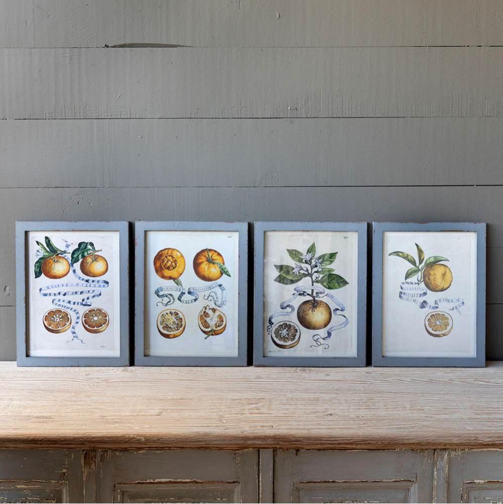 Framed Citrus And Ribbon Prints 4 Asst