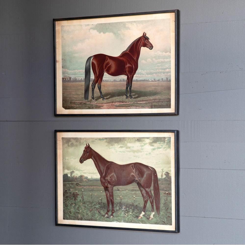 Prized Horse In Pasture Framed Print 2 Asst Styles