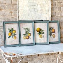Park Hill EWA90018 - Framed Citrus And Blossom Prints 4 Asst
