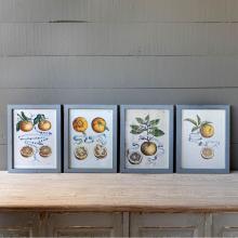 Park Hill EWA90020 - Framed Citrus And Ribbon Prints 4 Asst